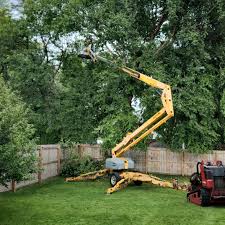 Best Hedge Trimming  in Ilion, NY