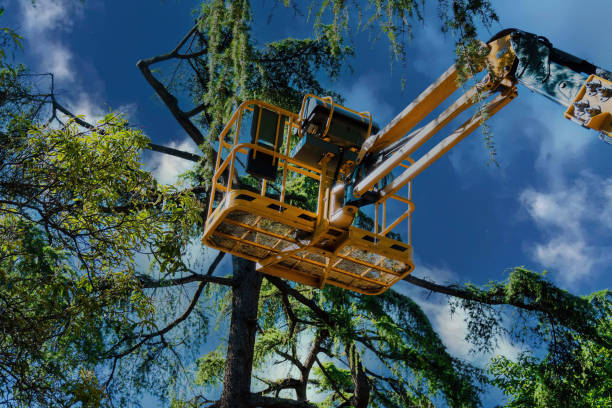 Best Hazardous Tree Removal  in Ilion, NY