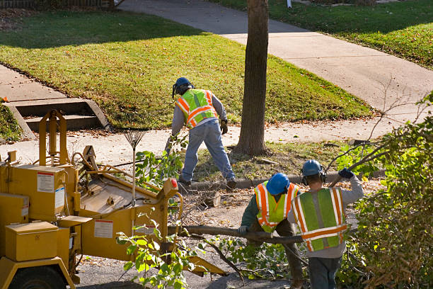 Best Leaf Removal  in Ilion, NY